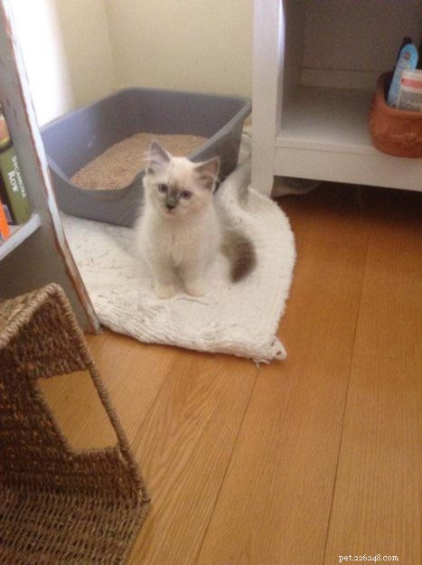 サーオリバー–今月のラグドール子猫 