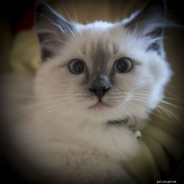 Sir Oliver – Månadens Ragdoll-kattunge