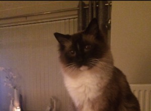 Muffin – Ragdoll van de week