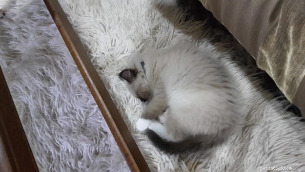 フィン–今月のラグドール子猫 
