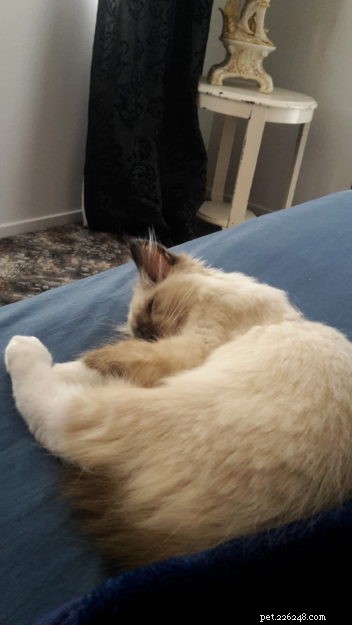 フィン–今月のラグドール子猫 