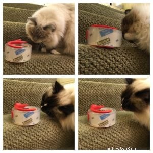 Perché il mio gatto ama gli adesivi su nastro e colla?