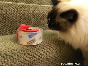 Por que meu gato adora adesivos em fita adesiva e cola?