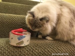 Por que meu gato adora adesivos em fita adesiva e cola?