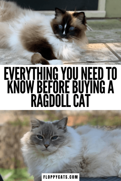 Gatos Ragdoll à venda:informações essenciais para saber ao comprar um gato Ragdoll