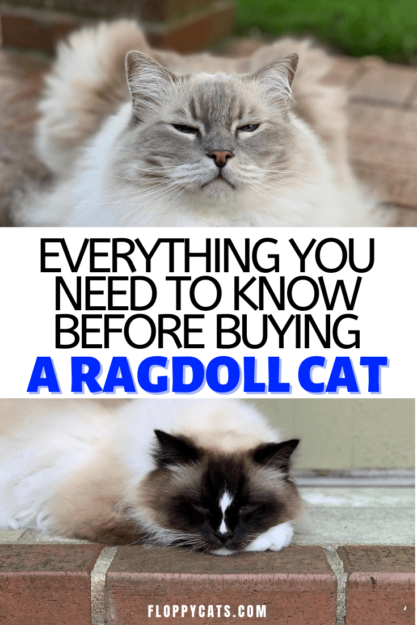 販売のためのラグドール猫：ラグドール猫を購入するときに知っておくべき重要な情報 