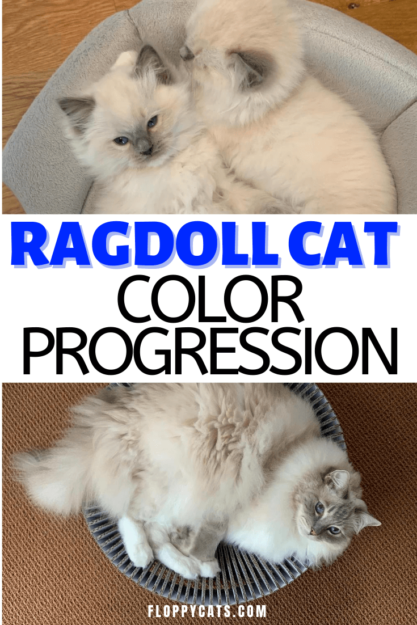 Progressione e sviluppo del colore Ragdoll