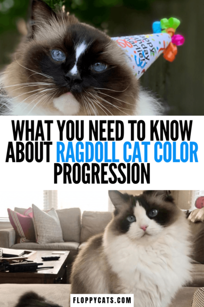 Progression et développement des couleurs Ragdoll