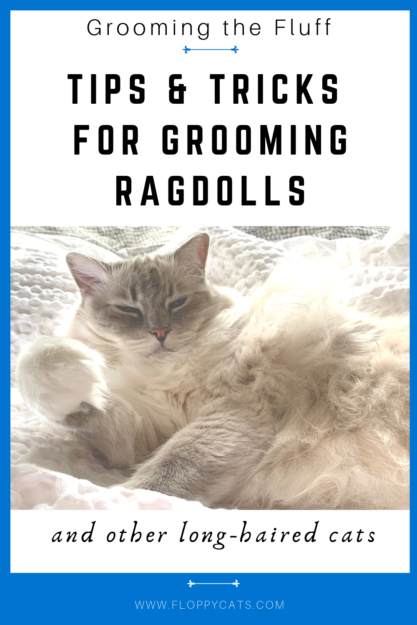 Ragdoll 고양이 색상 및 패턴