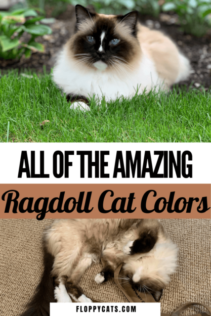 ラグドール猫の色とパターン 