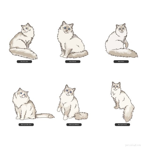 Ragdoll Cat Färger och mönster