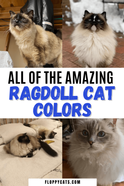 Couleurs et motifs des chats Ragdoll