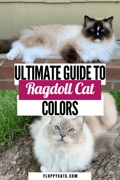 Ragdoll Cat Färger och mönster