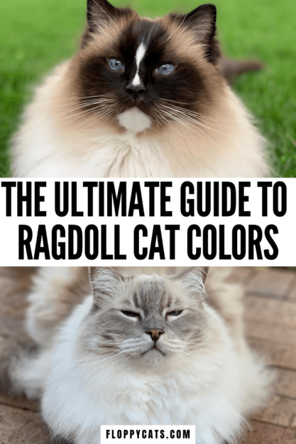 ラグドール猫の色とパターン 