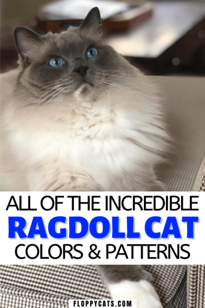 Colori e motivi del gatto Ragdoll