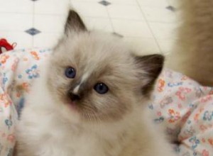 Важность ранней стерилизации и кастрации котят рэгдолл