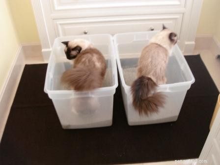 猫のトイレの場所を変更する方法 