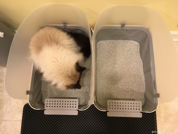 고양이 쓰레기통의 위치를 ​​변경하는 방법