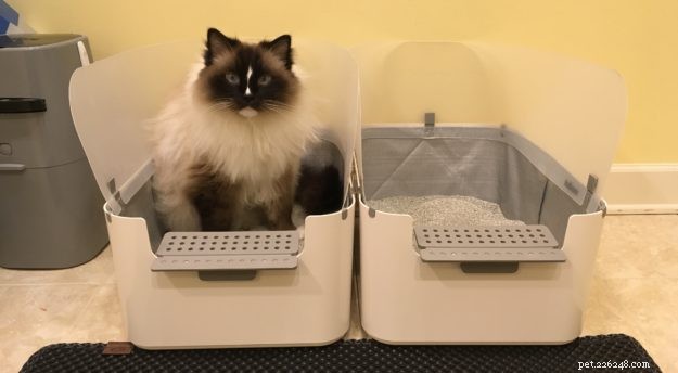 Как изменить расположение кошачьего туалета