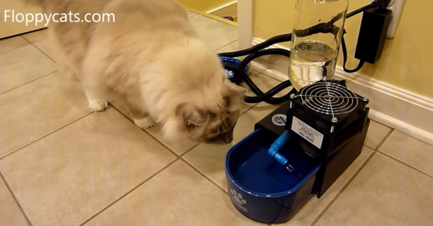 猫用給水器の利点：グレイシャーポイントペット用噴水 