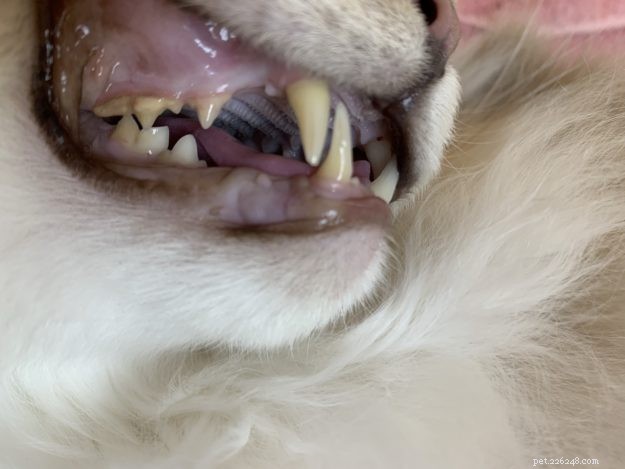 Postup čištění zubů u koček:Ragdoll Cat Trigg’s Dental dne 24. 4. 19