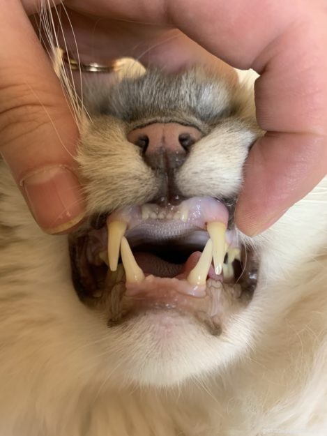 Procédure de nettoyage dentaire pour chat :Ragdoll Cat Trigg’s Dental le 24/04/19