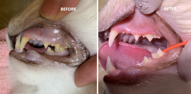 Procedura di pulizia dentale del gatto:Ragdoll Cat Trigg s Dental il 24-4-19