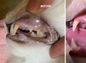 Gebitsreinigingsprocedure voor katten:Ragdoll Cat Trigg s Dental op 24-04-19