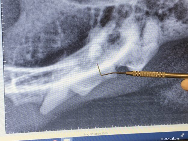 Procedura di pulizia dentale del gatto:Ragdoll Cat Trigg s Dental il 24-4-19