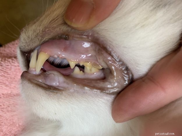 猫の歯のクリーニング手順：4-24-19のラグドール猫のトリガーの歯科 