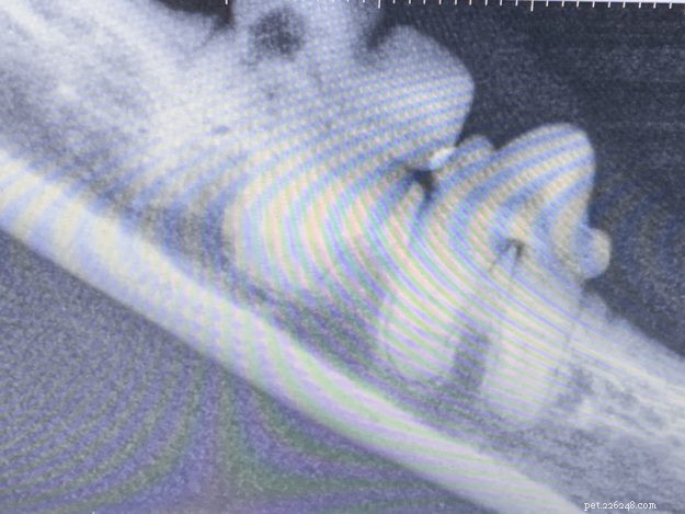 Процедура чистки зубов у кошки:чистка зубов у кошки рэгдолл Тригг, 24-4-19