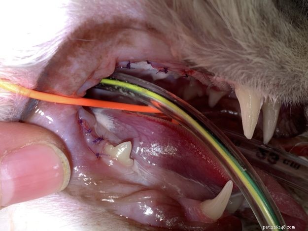 Cat Tandrengöringsprocedur:Ragdoll Cat Trigg s Dental den 4-24-19