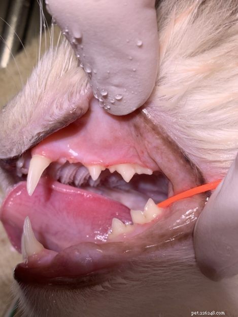 Postup čištění zubů u koček:Ragdoll Cat Trigg’s Dental dne 24. 4. 19
