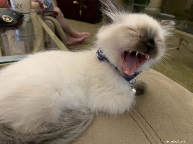 ラグドール猫のあくびの写真+なぜ猫はあくびをするのですか？ 