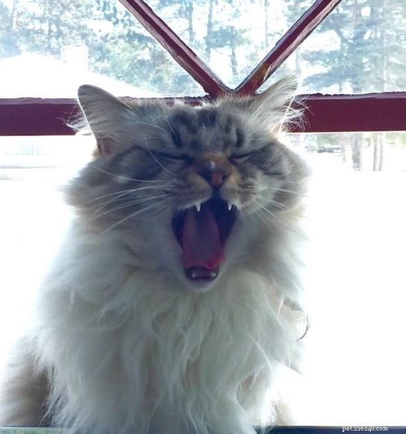 Bilder på Ragdoll Cats som gäspar + Varför gäspar katter?