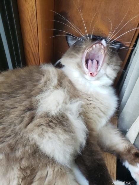 Fotos de gatos Ragdoll bocejando + Por que os gatos bocejam?