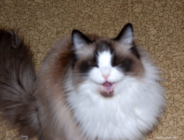 Obrázky zívajících koček Ragdoll + Proč kočky zívají?