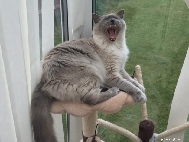 Фотографии зевающих кошек породы Рэгдолл + Почему кошки зевают?