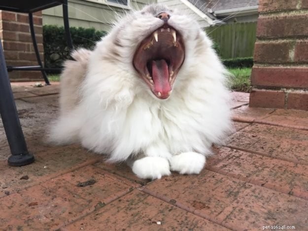 ラグドール猫のあくびの写真+なぜ猫はあくびをするのですか？ 