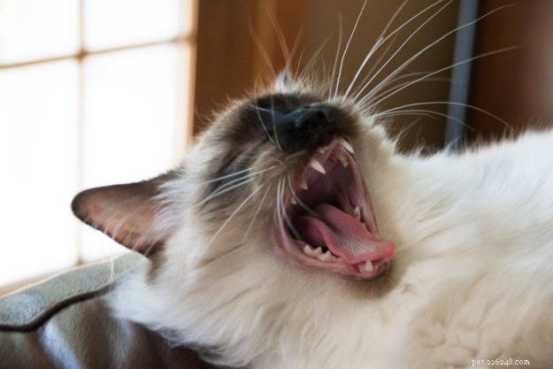 Bilder på Ragdoll Cats som gäspar + Varför gäspar katter?