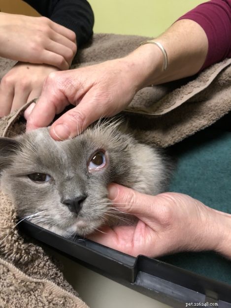 박테리아로 인한 고양이 눈 감염을 치료하는 방법