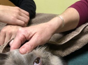 Hoe kattenooginfecties veroorzaakt door bacteriën te behandelen