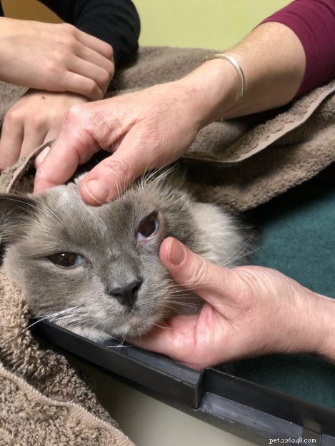 박테리아로 인한 고양이 눈 감염을 치료하는 방법
