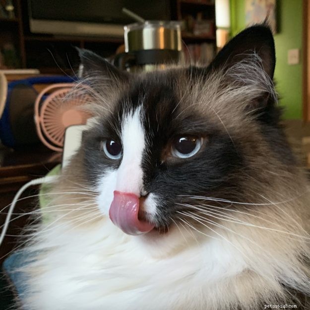 Obrázky koček Ragdoll s vyplazeným jazykem