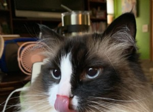 舌を出したラグドール猫の写真 
