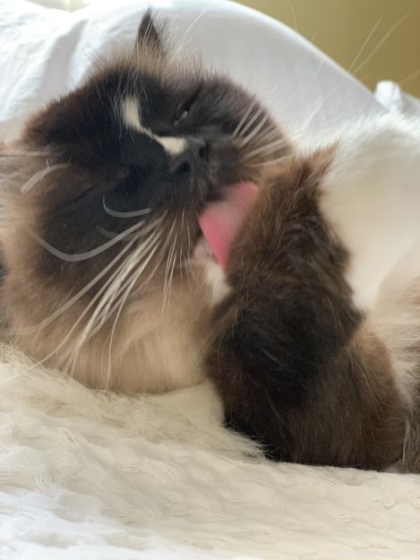 혀를 내밀고 있는 봉제 인형 고양이의 사진