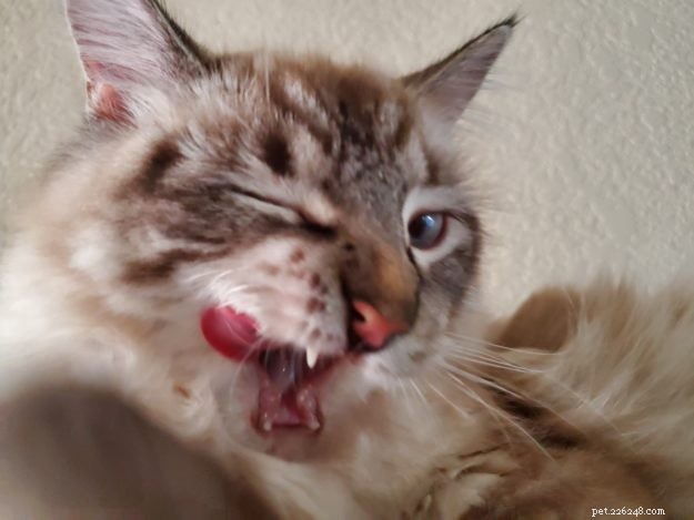 Foto s van Ragdoll-katten met hun tong uit