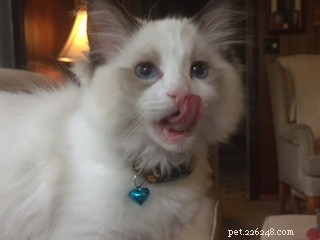Immagini di gatti Ragdoll con la lingua fuori