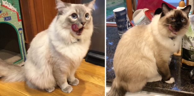 Immagini di gatti Ragdoll con la lingua fuori