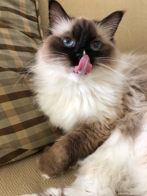혀를 내밀고 있는 봉제 인형 고양이의 사진
